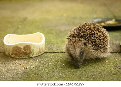 Hungry Hedgehogs Before Hibernation