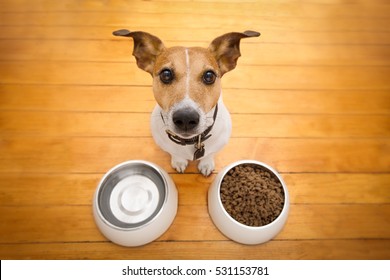 Hungry  Jack Russell  Dog Behind Food Bowl And Water Bowl, Isolated Wood Background At Home And Kitchen