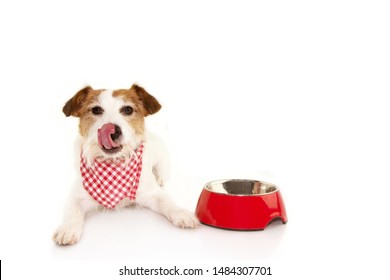 Hungry Jack Russell Dog With A Empty Bowl Food Sticking Out Its Tongue, Isolated On White Background.