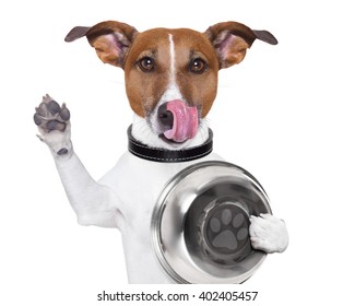 Hungry  Jack Russell Dog Holding Food Bowl And Licking With Tongue, Isolated On White Background