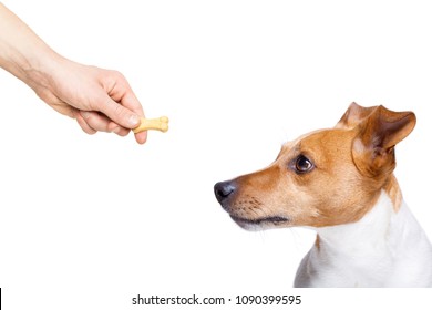 Hungry Jack Russell Dog  , For A Treat  By His Owner , Isolated On White Background For A Meal Or Food