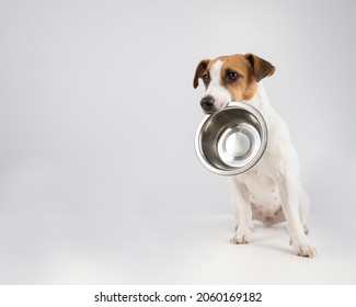 Hungry Jack Russell Terrier Holding An Empty Bowl On A White Background. The Dog Asks For Food.