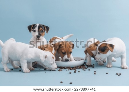 hungry jack russell terrier puppies eating from a bowl of food