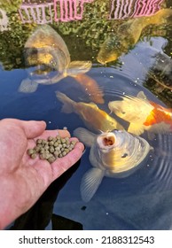 Hungry Koi Eating Pellet Fish Food