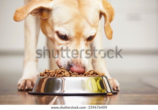 Hungry labrador\
retriever is feeding at\
home.