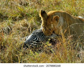 831 Lioness side view Images, Stock Photos & Vectors | Shutterstock