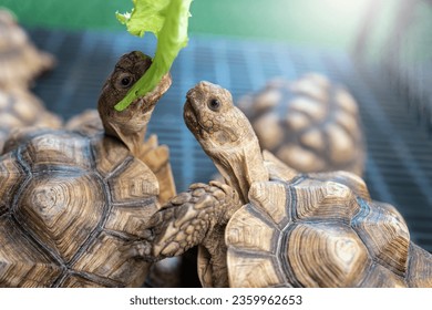 Hungry little tortoise eating lettuce leaf in cage. Feeding tortoise. - Powered by Shutterstock