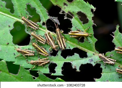 Hungry locust larvae