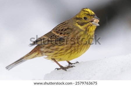Similar – Image, Stock Photo male yellowhammer standing on low shrubs