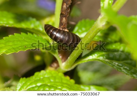 Hungry millipede