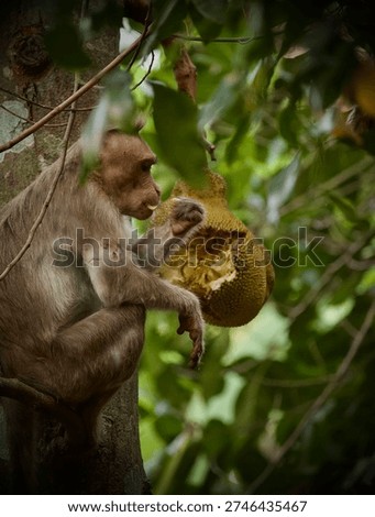 Hungry monkey eating jack fruit in picture