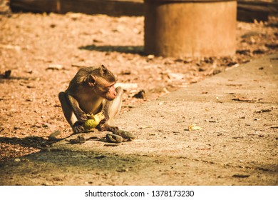 681 Monkey eating mango Images, Stock Photos & Vectors | Shutterstock