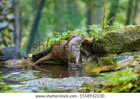 Similar – Image, Stock Photo snail family Nature Meadow