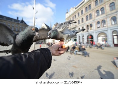 Hungry pigeons feeding from hands