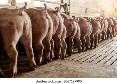 Hungry pigs eat their food. Pig butts and tails. Agriculture and farming business.