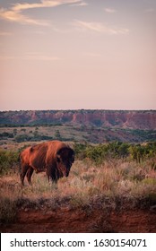 Hungry Plains Bison Portrait With Canyon