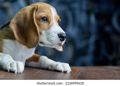 4,624 Dog pleading Images, Stock Photos & Vectors | Shutterstock