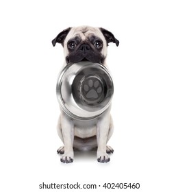 Hungry  Pug Dog Holding Bowl With Mouth , Isolated On White Background