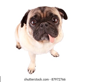 Hungry Pug Dog Isolated On White Background