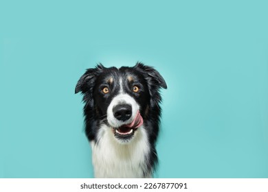 Hungry puppy dog summer or spring licking its lips with tongue and looking at camera. Isolated on blue colored background