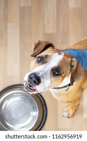 Hungry Puppy Sits On The Floor Near Empty  Food Bowl And Asks For Food. Cute Staffordshire Terrier Dog Looking Up And Waiting For Treats