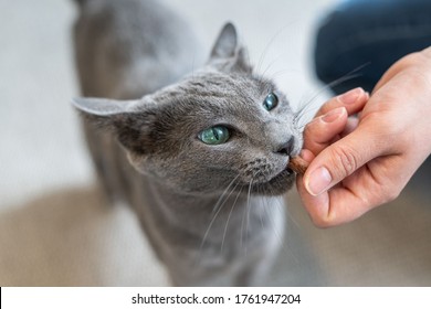 Hungry Russian blue cat gets a treats - Shutterstock ID 1761947204
