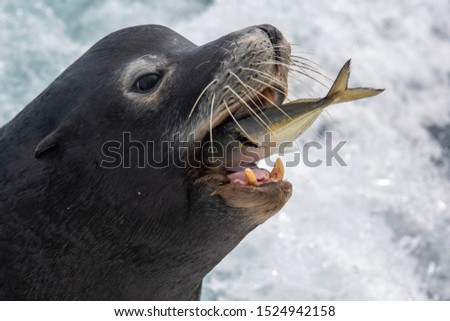 Hungry Sea Lion on the Sea of Cortez