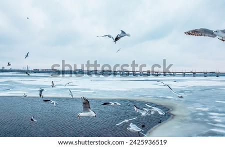 Hungry seagulls or Larus fly over a river covered with ice on a bright sunny winter day.