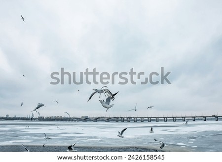 Hungry seagulls or Larus fly over a river covered with ice on a bright sunny winter day.