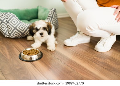 Hungry Shih Tzu Enjoying Dry Food. Portrait Of A Cute Small Puppy Eating Kibble On A Bowl Next To A Pet Owner In The Living Room