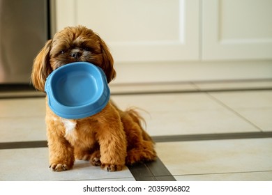  Hungry Shih Tzu puppy holding an empty bowl. Background with text space.