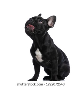 Hungry Small Frenchie Puppy Licking Nose, Looking Up And Asking For Food, Standing Isolated On White Background In Studio