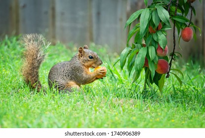 Hungry Squirrel (Sciurus Niger) Eating Peach Fruit Under The Tree In The Garden