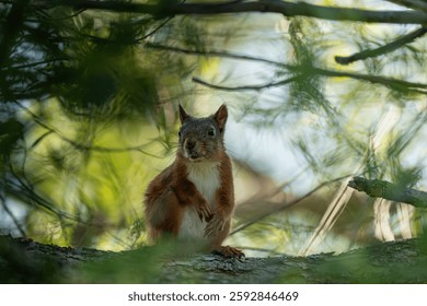 Hungry Squirrel in a treebranch