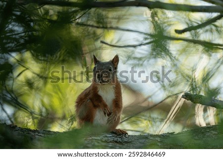 Hungry Squirrel in a treebranch