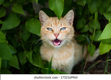 Hungry Stray Red Cat. Sits On The Street In The Grass And Meows. Rigging Fur And Blue Eyes. Unhappy Cat. The Cat Is Lonely And Needy, A Dirty Animal.