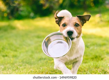 Hungry or thirsty dog fetches metal bowl to get feed or water