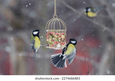  hungry tit birds in the winter snow garden flew to the feeder with seeds and nuts
