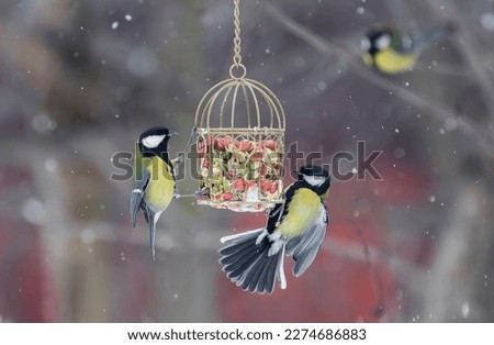  hungry tit birds in the winter snow garden flew to the feeder with seeds and nuts