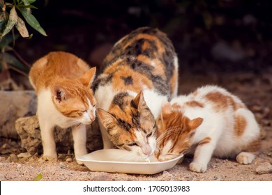Hungry tray cats eating food on the street. Pet protection concept