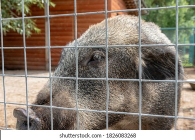 Hungry, Weak And Sick Unhappy Wild Pig Hog Boar Locked In A Cage Behind A Metal Fence And Wants To Go Home, Rescue Of Wild Animals In Captivity.