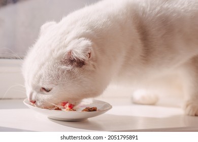  Hungry white scottish fold cat eating wet cat food canned food in a plate on a white windowsill