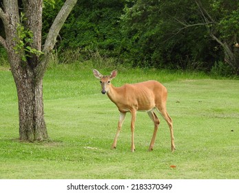 A hungry whitetail doe, standing in the green grass, visiting to eat corn feed, in a backyard in Cecil County, Maryland.