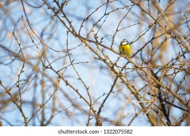 hungry wild bird titmouse on a tree in spring forest - Shutterstock ID 1322075582