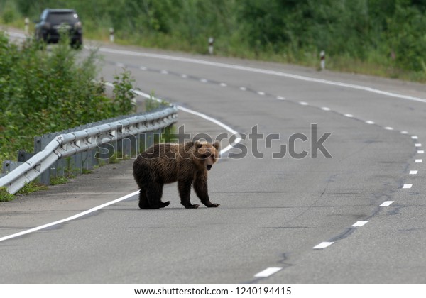 Hungry wild brown bear walks\
along an asphalt road. Eurasia, Russian Far East, Kamchatka\
Region.