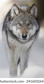 The Hungry Wolf in Anger
