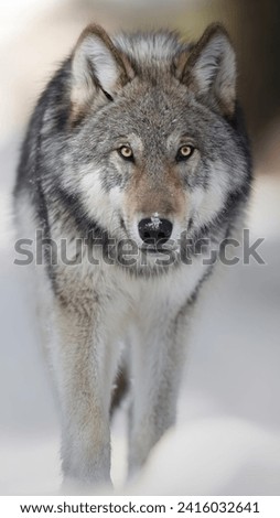 The Hungry Wolf in Anger
