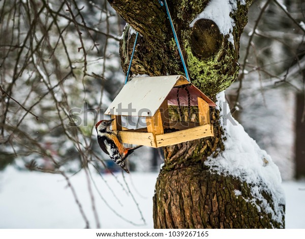 Hungry Woodpecker Eating Forest Especially Cold Animals Wildlife