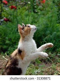 Hunt . Domestic cat. Jump. - Shutterstock ID 31308871