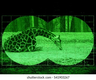 Hunt On Giraffe - View Through Night Vision